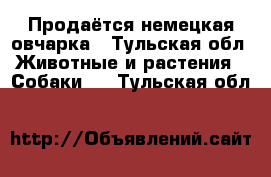 Продаётся немецкая овчарка - Тульская обл. Животные и растения » Собаки   . Тульская обл.